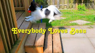 EVERYBODY Loves Beau The Papillon Dog