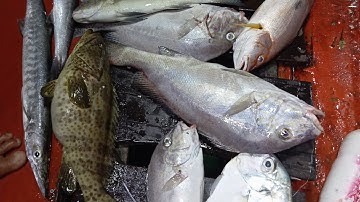 câu cá đảo Phú Quốc toàn cá kẽm,cá mú// câu cá biển đảo