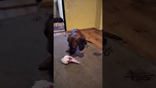 Dachshund is eating a bone #dachshund #dog #shorts