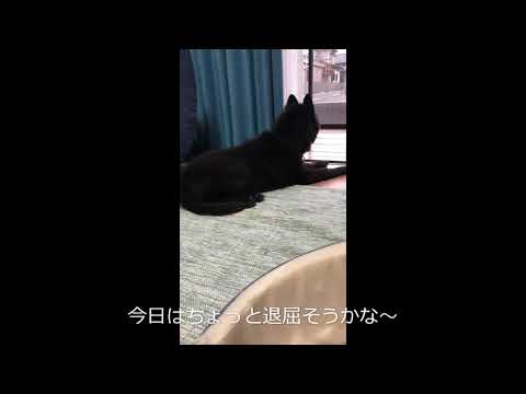 【28日目】外を眺めながらカジカジ～♪夜風が気持ちいいな！