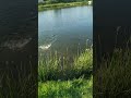 #икряное#астрахань#хурдун#волга#карась#рыбалка#река#лето#fishing#fish#shorts#shortsvideo