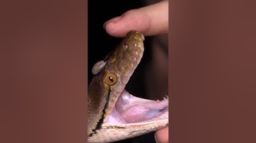 Cận cảnh "Con nưa 9 lỗ mũi" ngoài đời thật | @thegioiran