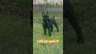 Fetching Skills! #puppy #schnauzer #cute #puppylife #miniature #awesome #skills