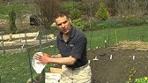 Asparagus Beds in the Fall. How to prepare your bed for a great crop next spring! - YouTube