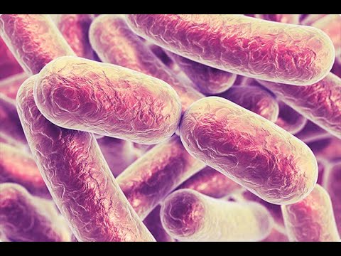 Video: Enteritis Inducida Por Antibióticos En Hámsteres