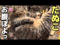 お腹ぽっちゃりキジトラたぬき猫たぬこちゃんをもふもふし放題！😸（野良猫•地域猫）🐈