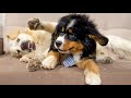 Golden Retriever Plays with Bernese Mountain Dog Puppy