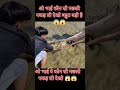 Aaj Dekho ketani badi machli pakd li #viral #facts #fish #fish #agriculture #fishing #freefire 😱😱