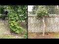 Comment planter un arbre  kiwi grand specimen actinidia truffaut