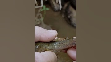 câu cá lóc suối #batca #cácconvật #fishing