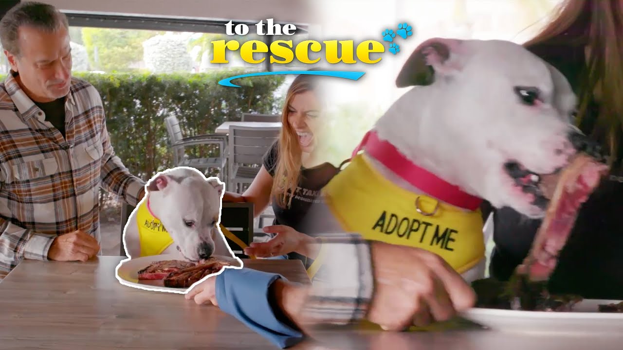 Scrappy the rescue dog gets treated to a steak lunch | To The Rescue