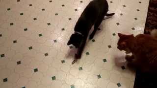 Taking turns with the HEXBUG Nano Robotic Cat Toy