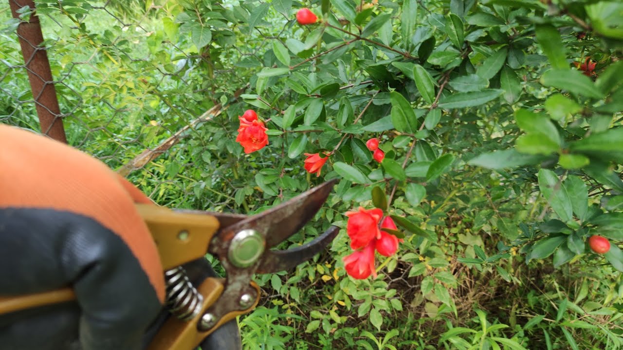 هرس درخت انار و نکات مهم در خصوص بیشتر کردن میوه و زمان مناسب مراقبت