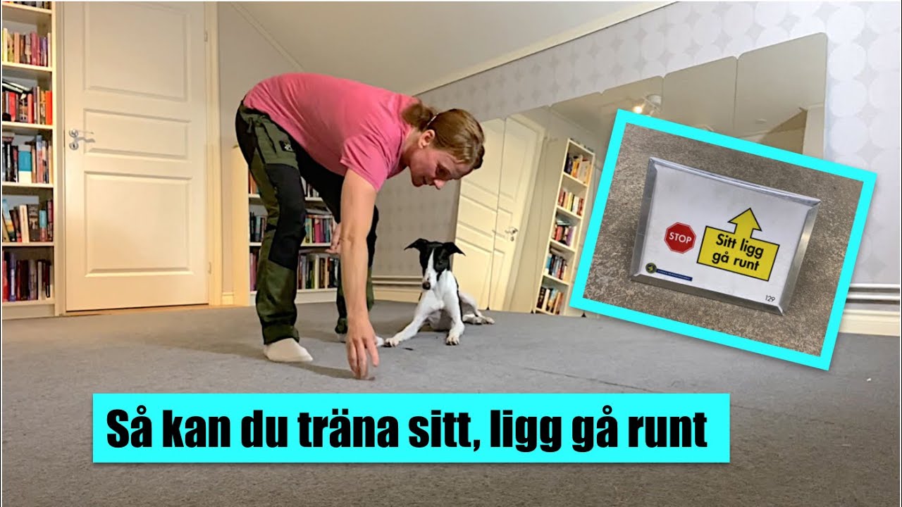 Så kan du träna sitt, ligg gå runt