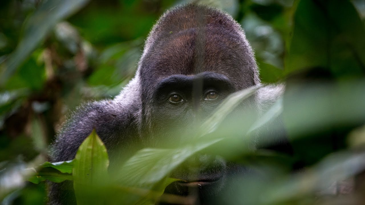 Gorilla Doku Gorilla Doku