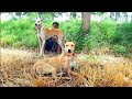 Soor ka shikar 2024  shikar new session  hogs dogs   pig shikar in sakrand