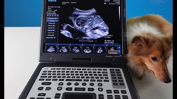 Calculating canine gestational age on the Apogee 1000 Lite