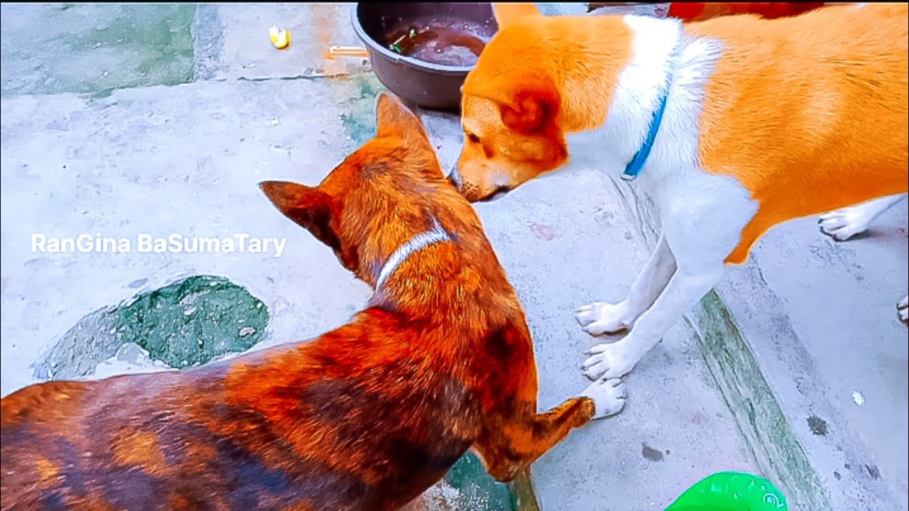 Street Dogs Bhi Accha Hota Hai Dog Videos Episode19 RanGina