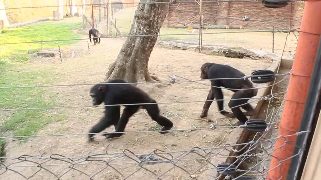 Behind the Scenes at Chimp Eden with Sizwe