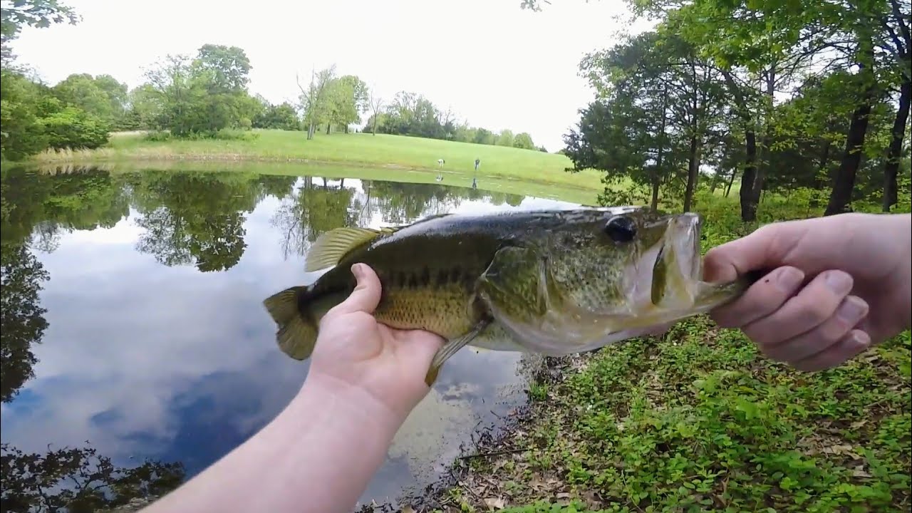 download best big worms for bass download best big worms for bass