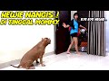 HEWIE NANGIS ! DITINGGAL PERGI OLEH MOMMY  #HEWIE PITBULL