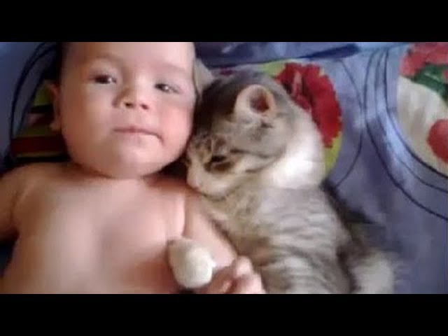 猫は赤ちゃんを守る - 猫は赤ちゃんを愛する - 最も面白い猫の映画2017 84