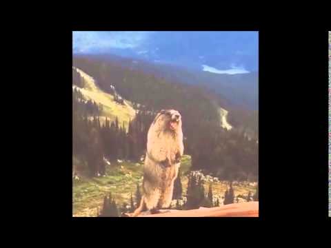 The Dramatic Chipmunk and the Screaming Marmot "Movie"