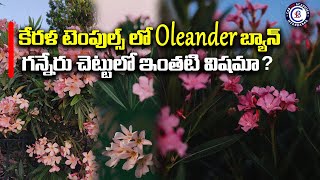 కేరళ టెంపుల్స్ లో Oleander బ్యాన్ గన్నేరు చెట్టులో ఇంతటి విషమా ? .. #kerala #temples #news #viral