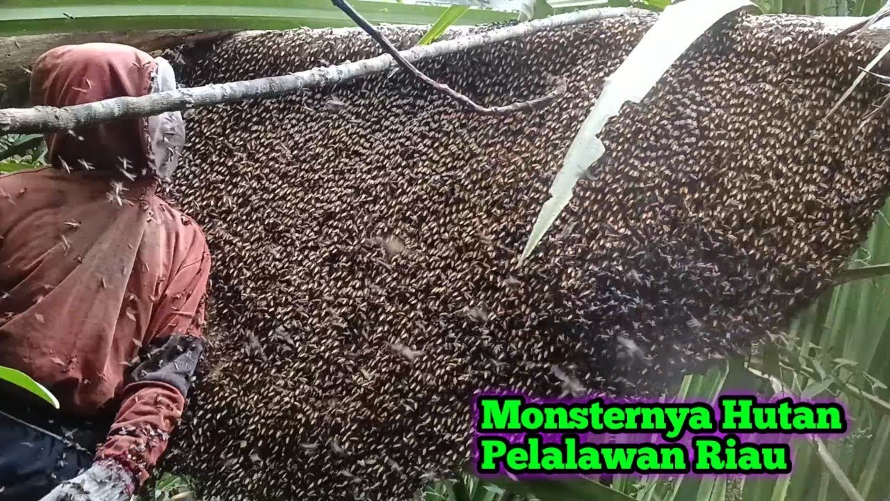Sarang Lebah Terbesar Dihutan Pelalawan Riau #bee #honey #panenmaduhutan #lebah #hutan #alam #viral 