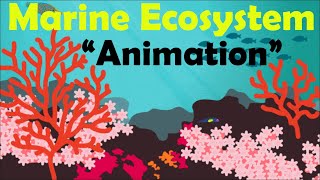 MARINE ECOSYSTEM | Biology Animation