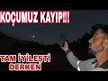 KOÇUMUZ KAYBOLDU!!!TAM İYİLEŞTİ DERKEN~HER YERE BAKTIM SONUÇ