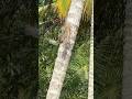 അണ്ണാറകണ്ണന്ന് തന്നാലായതും കൊണ്ട് | Indian palm squirrel | three striped palm squirrel  #epfvlogs
