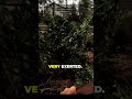 Wood Farming in Rust vs Vein 😭 #rust #survival #vein