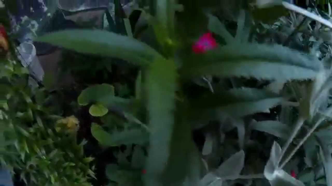 Лихнис корончатый (Lychnis coronaria) - необыкновенно красивое растение семейства Гвоздичные