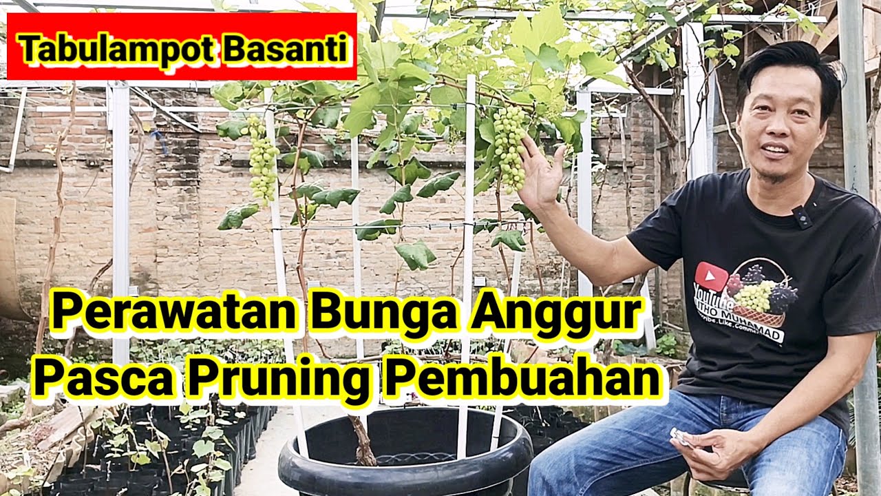 Cara perawatan bunga anggur BASANTI pasca pruning pembuahan