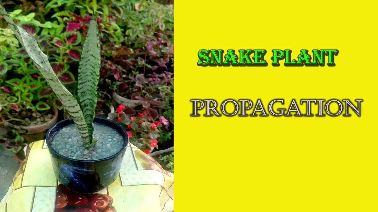 snake plant propagation YouTube