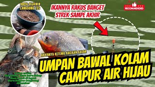 Mancing Bawal, Nila, Ikan mas kolam campur pake umpan ini strek terus sampe akhir #bawal