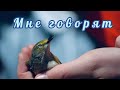 Мне говорят. Вероника Тушнова