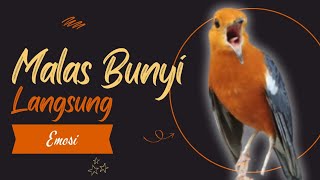 Merangsang Emosi Dalam Hitungan Detik, Pancingan Dan Terapi Anis Merah Macet Bunyi | AMO 26