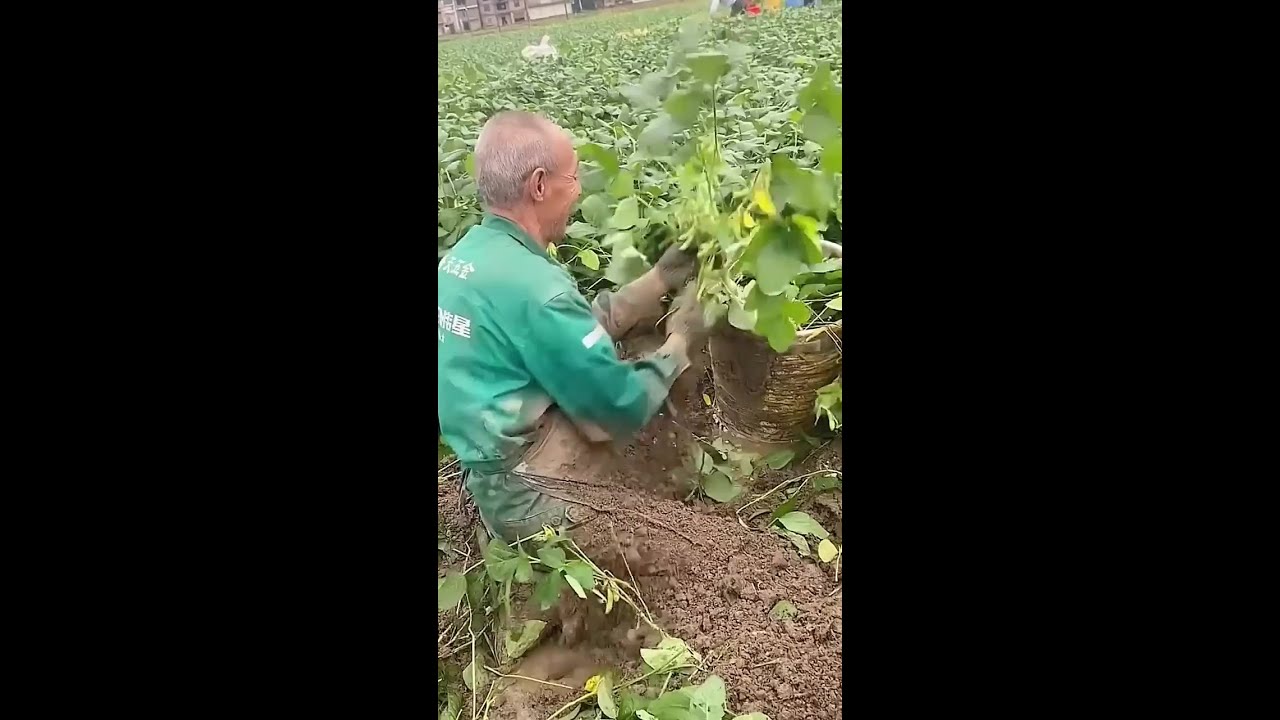 Genius or Idiot: The Ultimate Broad Bean Harvesting Challenge! 🌱🚜