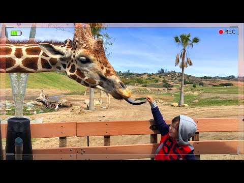 Видео: Планирование поездки в зоопарк Сан-Диего