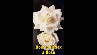 Download Lagu How to Feflex a Rose - Easy Way to Invert Rose Petals #shorts MP3