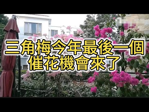 三角梅今年最後一個催花機會來了！逐步展示催花細節（English-Chinese subtitles）#花園 #花园