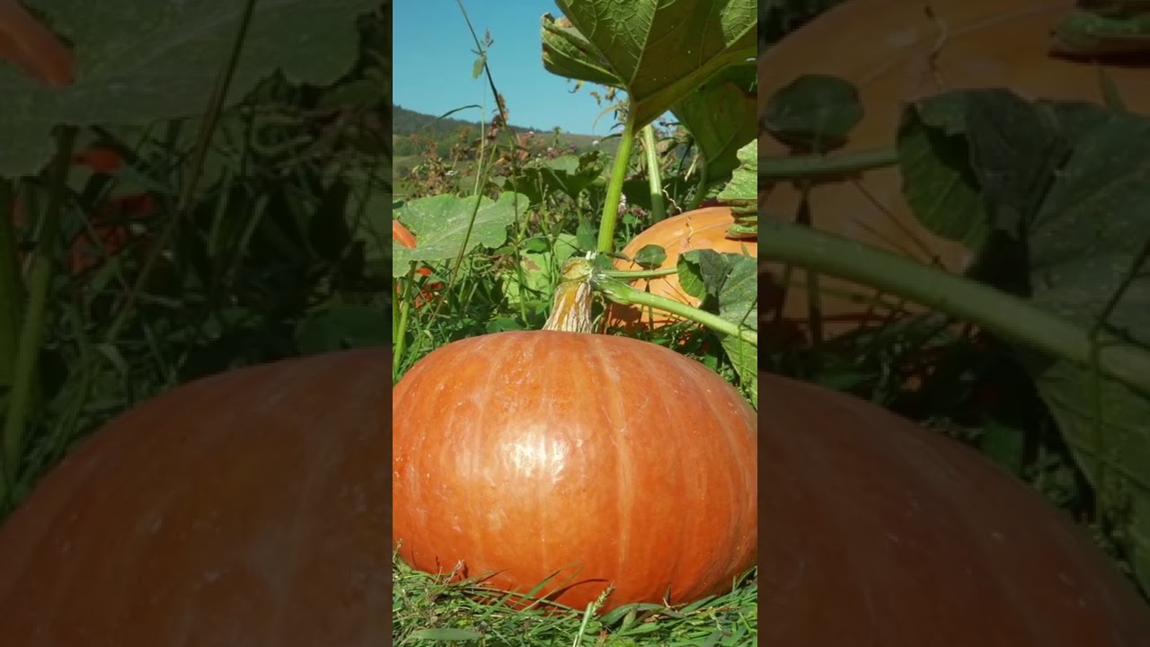 HUGE ORANGE PUMPKINS GROW IN GARDEN- This is SO COOL!