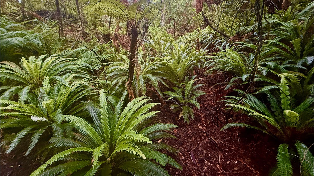 Guided forest walk on Ulva Island