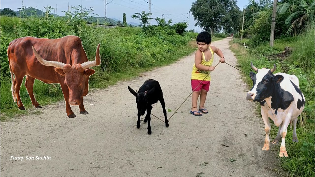 Funny Boy pulling Goat at Village road Village Boy life Cow sound