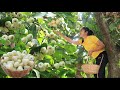 Pick White Rose Apple For My Recipe / White Rose Apple / Cooking With Sreypov