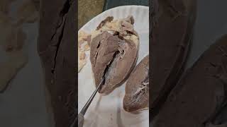 NDSCS BIOL 221L Sheep Heart Dissection