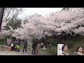 須磨浦公園の桜