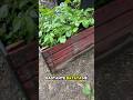Como plantar batata de forma econômica #plantarbatata #batata #horta #dicasdehorta